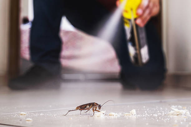 Best Cockroach Control Services  in Edgewood, OH