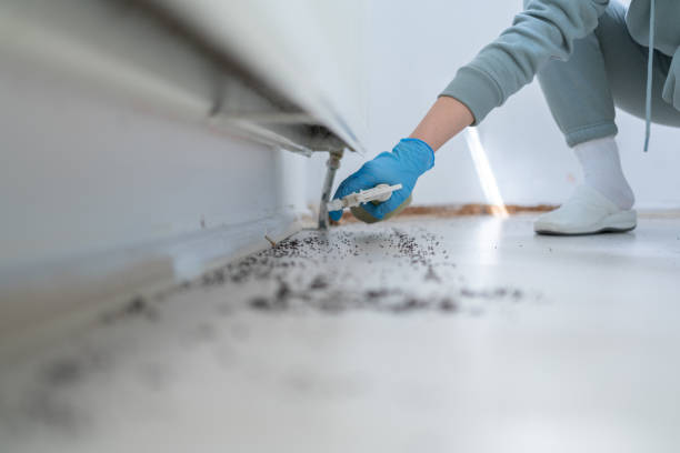 Wasp Removal Services in Edgewood, OH